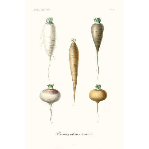 Fruit And Vegetable Varieties IX Gold Ornate Wood Framed Art Print with Double Matting by Unknown