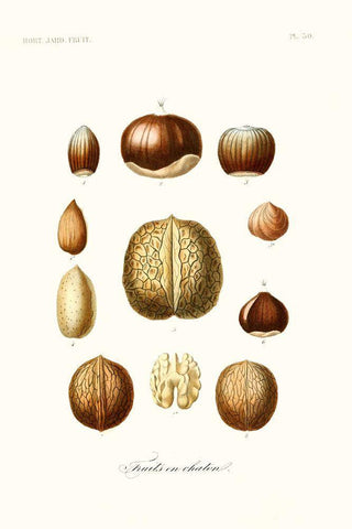 Fruit And Vegetable Varieties X Black Ornate Wood Framed Art Print with Double Matting by Unknown