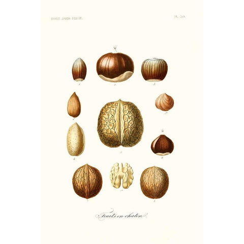 Fruit And Vegetable Varieties X Gold Ornate Wood Framed Art Print with Double Matting by Unknown