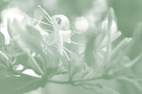 Honeysuckle Summer I Black Ornate Wood Framed Art Print with Double Matting by Chandler, Sharon