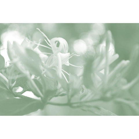 Honeysuckle Summer I Black Modern Wood Framed Art Print with Double Matting by Chandler, Sharon