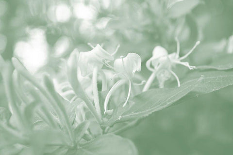 Honeysuckle Summer II White Modern Wood Framed Art Print with Double Matting by Chandler, Sharon
