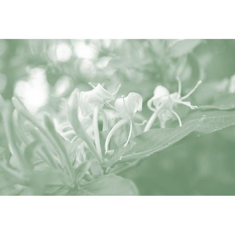 Honeysuckle Summer II White Modern Wood Framed Art Print by Chandler, Sharon