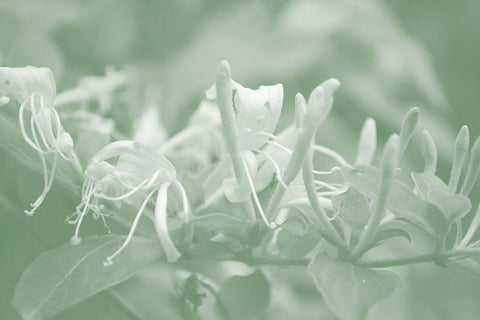 Honeysuckle Summer III White Modern Wood Framed Art Print with Double Matting by Chandler, Sharon