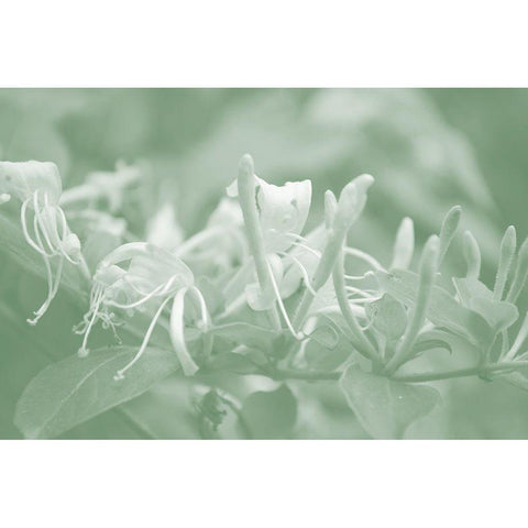 Honeysuckle Summer III Black Modern Wood Framed Art Print with Double Matting by Chandler, Sharon