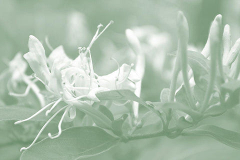 Honeysuckle Summer IV White Modern Wood Framed Art Print with Double Matting by Chandler, Sharon