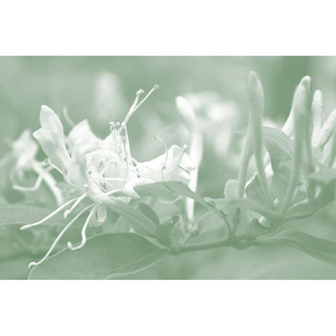 Honeysuckle Summer IV Black Modern Wood Framed Art Print by Chandler, Sharon