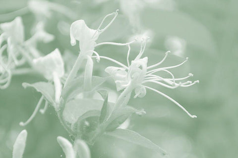 Honeysuckle Summer V White Modern Wood Framed Art Print with Double Matting by Chandler, Sharon