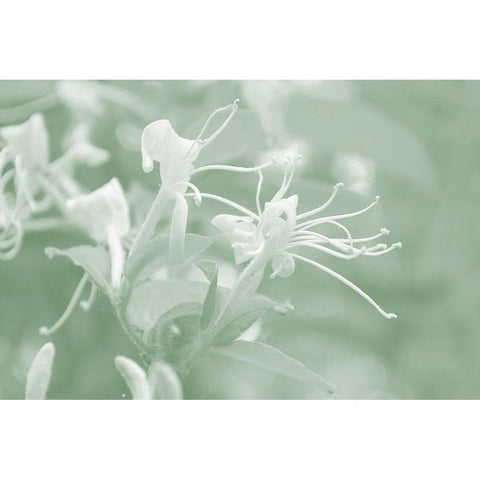 Honeysuckle Summer V Gold Ornate Wood Framed Art Print with Double Matting by Chandler, Sharon