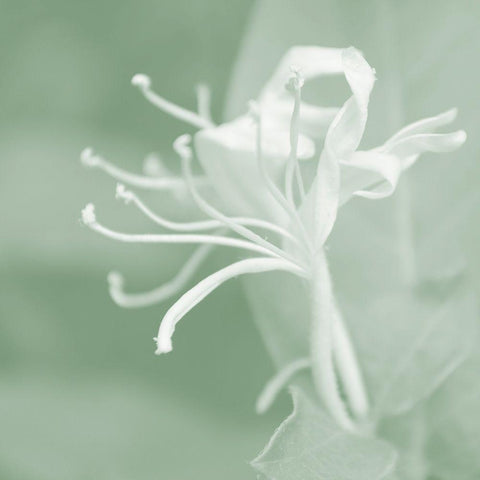 Honeysuckle Summer VII Black Modern Wood Framed Art Print by Chandler, Sharon