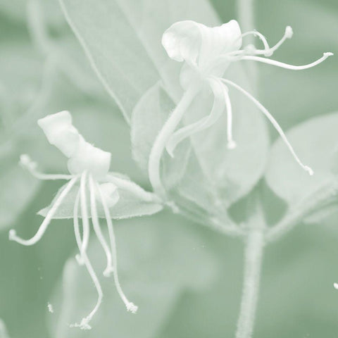 Honeysuckle Summer VIII Black Modern Wood Framed Art Print with Double Matting by Chandler, Sharon