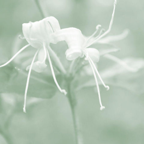 Honeysuckle Summer IX White Modern Wood Framed Art Print by Chandler, Sharon