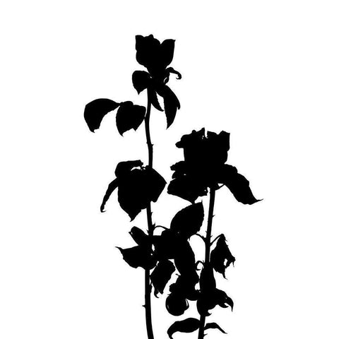 Pressed Memory IV Black Modern Wood Framed Art Print by Green, Jacob