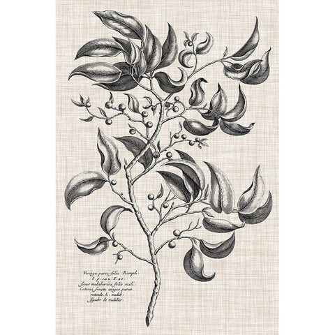 Custom Black And Oatmeal Linen Botanical III Gold Ornate Wood Framed Art Print with Double Matting by Vision Studio