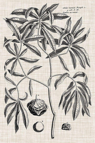 Custom Black And Oatmeal Linen Botanical V Black Ornate Wood Framed Art Print with Double Matting by Vision Studio
