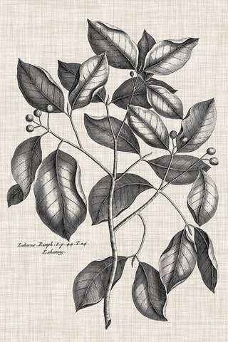 Custom Black And Oatmeal Linen Botanical VII Black Ornate Wood Framed Art Print with Double Matting by Vision Studio