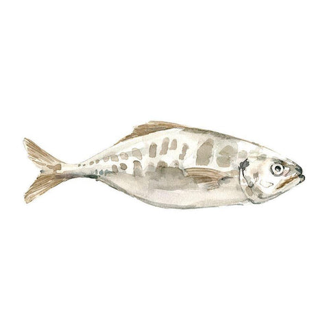 Silver Fish II Black Modern Wood Framed Art Print with Double Matting by Caroline, Emma