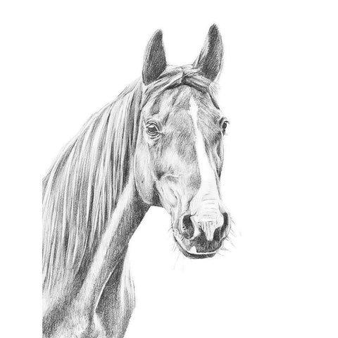 Equine Portrait Sketch I Gold Ornate Wood Framed Art Print with Double Matting by Warren, Annie