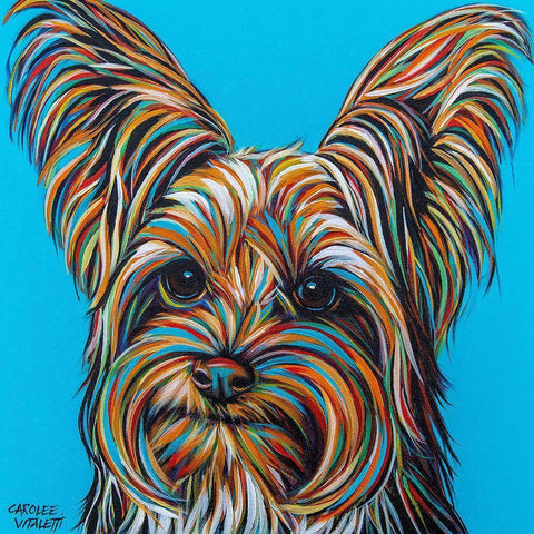 Yorkie on Blue Black Modern Wood Framed Art Print by Vitaletti, Carolee