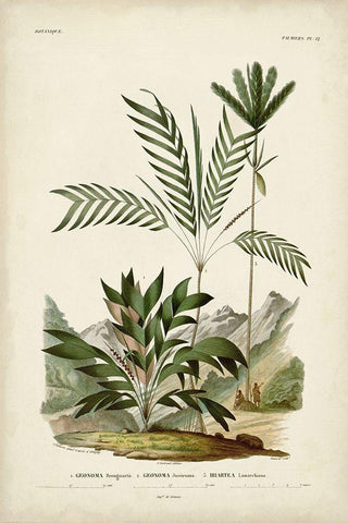 Antique Palm Collection I White Modern Wood Framed Art Print with Double Matting by DOrbigny, M. Charles