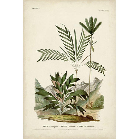 Antique Palm Collection I Black Modern Wood Framed Art Print by DOrbigny, M. Charles