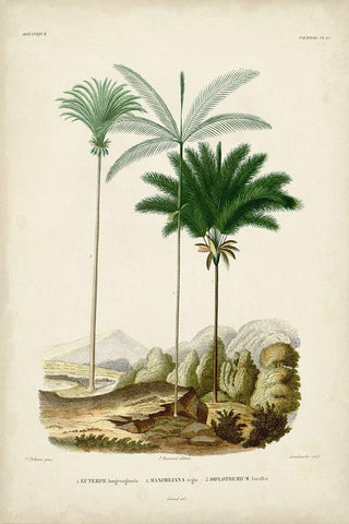 Antique Palm Collection II Black Ornate Wood Framed Art Print with Double Matting by DOrbigny, M. Charles