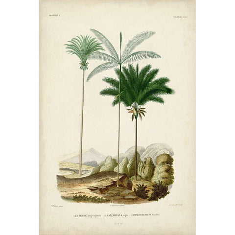 Antique Palm Collection II White Modern Wood Framed Art Print by DOrbigny, M. Charles