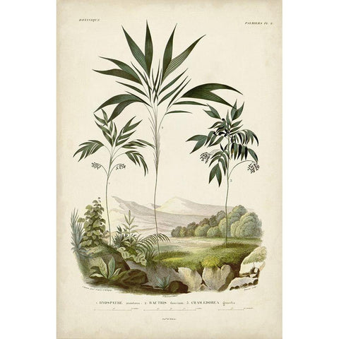 Antique Palm Collection III Black Modern Wood Framed Art Print with Double Matting by DOrbigny, M. Charles