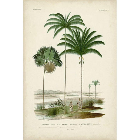 Antique Palm Collection IV White Modern Wood Framed Art Print by DOrbigny, M. Charles