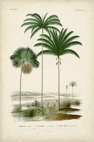Antique Palm Collection IV White Modern Wood Framed Art Print with Double Matting by DOrbigny, M. Charles