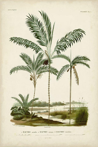 Antique Palm Collection VII Black Ornate Wood Framed Art Print with Double Matting by DOrbigny, M. Charles