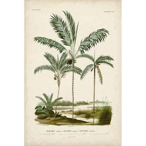 Antique Palm Collection VII Black Modern Wood Framed Art Print with Double Matting by DOrbigny, M. Charles