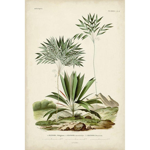 Antique Palm Collection VIII Black Modern Wood Framed Art Print with Double Matting by DOrbigny, M. Charles