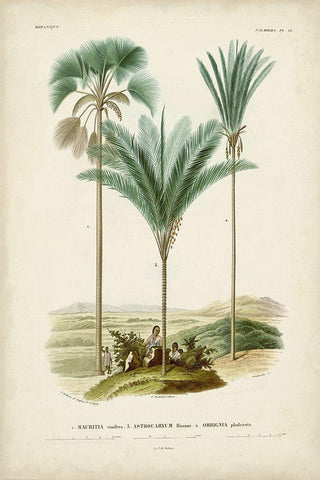 Antique Palm Collection IX White Modern Wood Framed Art Print with Double Matting by DOrbigny, M. Charles
