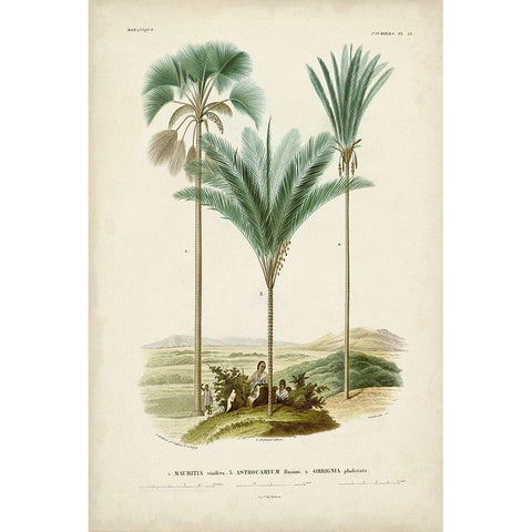 Antique Palm Collection IX White Modern Wood Framed Art Print by DOrbigny, M. Charles