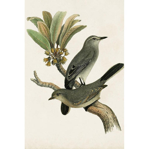 Antique Bird Trio I Black Modern Wood Framed Art Print with Double Matting by Unknown