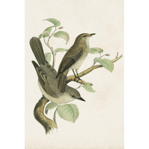 Antique Bird Trio III Black Modern Wood Framed Art Print with Double Matting by Unknown