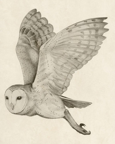 Night Owl I White Modern Wood Framed Art Print with Double Matting by Popp, Grace