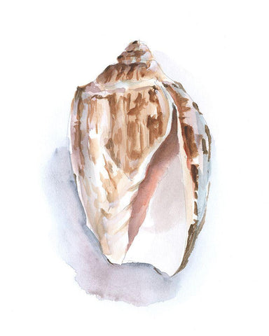 Pastel Shell Collection II Black Ornate Wood Framed Art Print with Double Matting by Harper, Ethan
