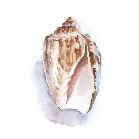 Pastel Shell Collection II Black Modern Wood Framed Art Print by Harper, Ethan