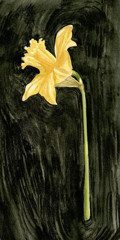 Dark Daffodils I Black Ornate Wood Framed Art Print with Double Matting by Caroline, Emma