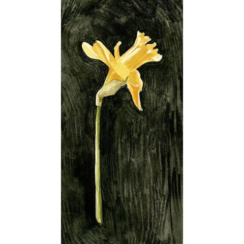Dark Daffodils II White Modern Wood Framed Art Print by Caroline, Emma