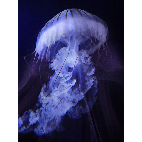 Peri Gelatinous I White Modern Wood Framed Art Print by Hunziker, Steve