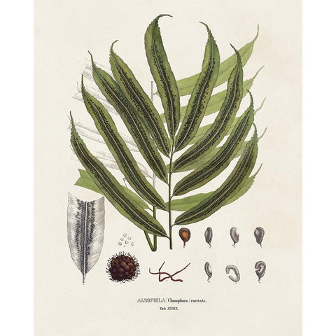 Botanical Society Ferns II Black Modern Wood Framed Art Print with Double Matting by Vision Studio