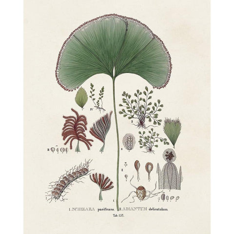 Botanical Society Ferns III White Modern Wood Framed Art Print by Vision Studio