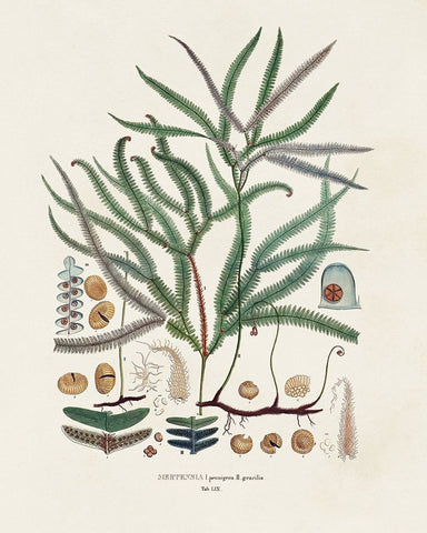 Botanical Society Ferns VII Black Ornate Wood Framed Art Print with Double Matting by Vision Studio