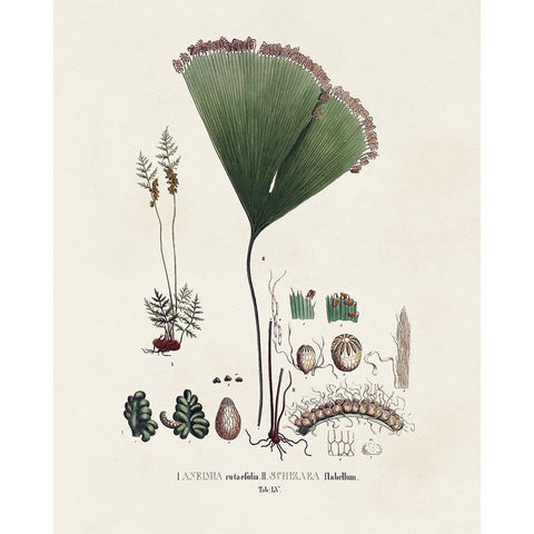 Botanical Society Ferns IX White Modern Wood Framed Art Print by Vision Studio