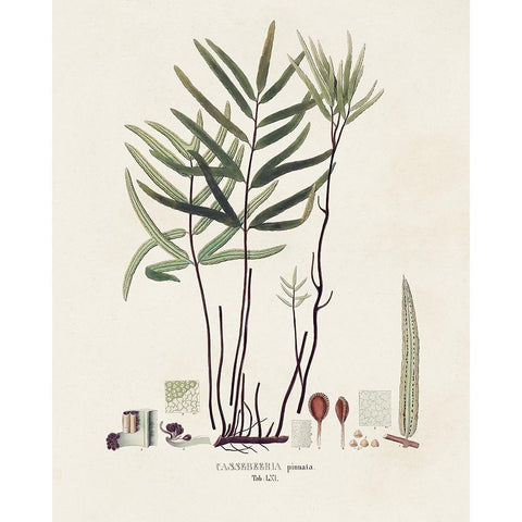 Botanical Society Ferns XI Gold Ornate Wood Framed Art Print with Double Matting by Vision Studio