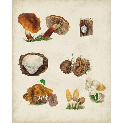 Mushroom Species I Gold Ornate Wood Framed Art Print with Double Matting by Vision Studio