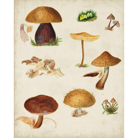 Mushroom Species II White Modern Wood Framed Art Print by Vision Studio